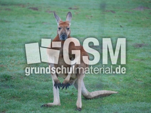 Rotes Riesenkänguru_1.jpg